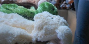 bear